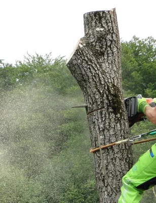 Professionelle Baumfällung
